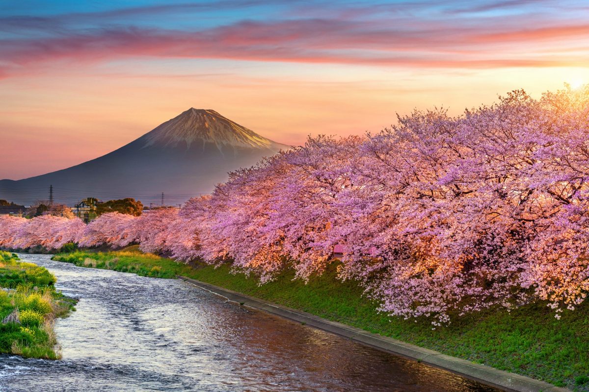 El monte Fuji al amanecer con cerezos en flor